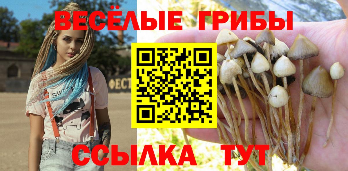Псилоцибиновые грибы Psilocybe Ессентуки